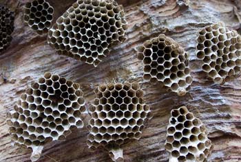 Las abejas - Los verdaderos protectores de las inscripciones
